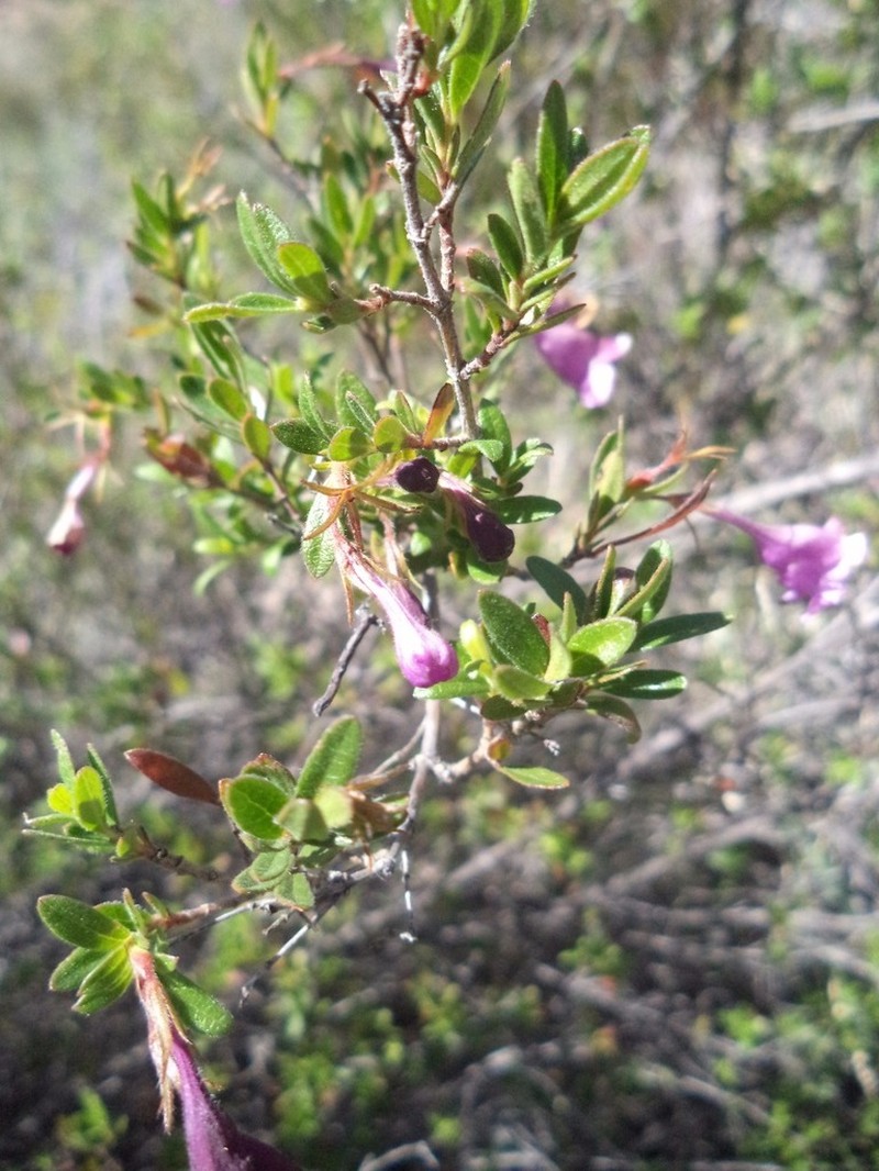 Vesalea occidentalis photo 2