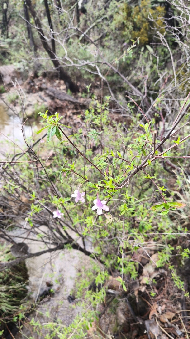 Vesalea occidentalis photo 3
