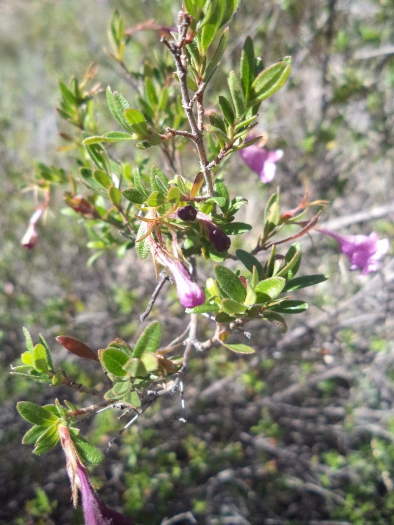 Vesalea occidentalis photo 4