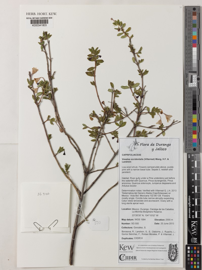 Vesalea occidentalis photo 5