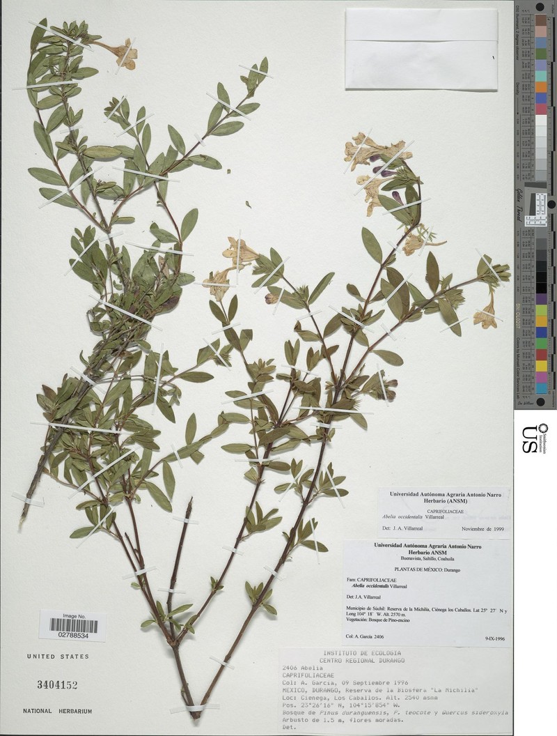Vesalea occidentalis photo 6