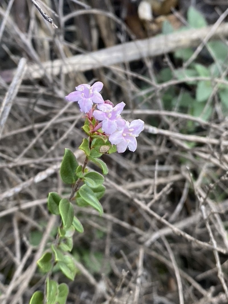 Vesalea subcoriacea