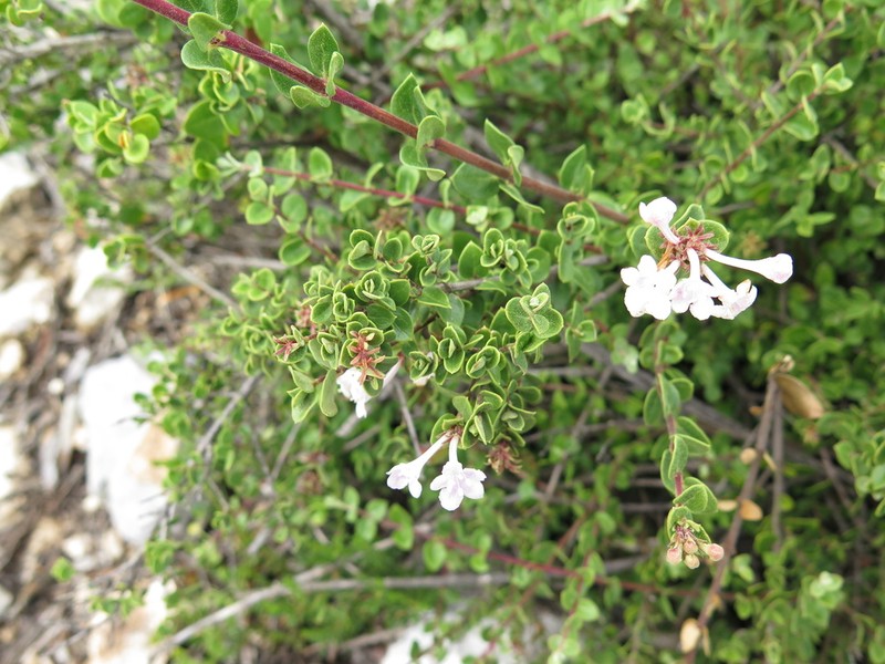 Vesalea subcoriacea photo 2