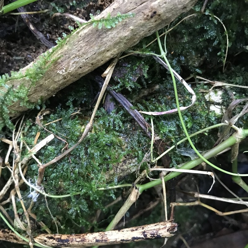 Vesicularia Moss