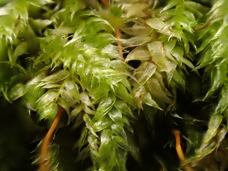 Vesicularia Moss photo 3