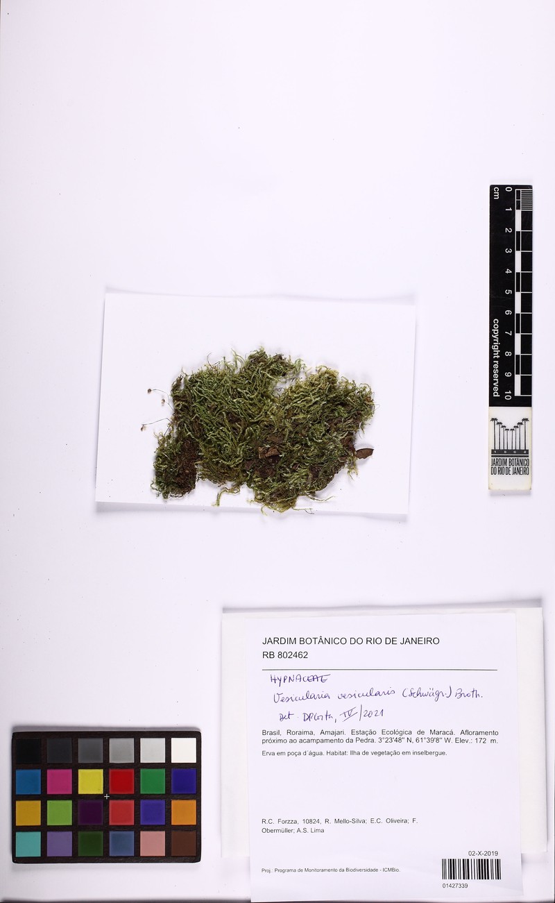 Vesicularia Moss photo 7