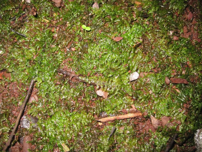 Vesicularia Moss photo 8