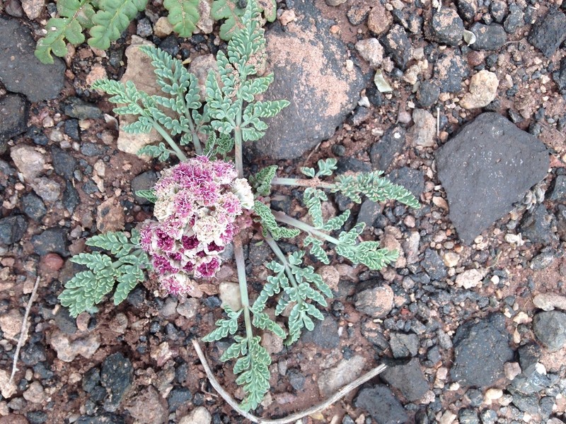 Bulbous Springparsley photo 2