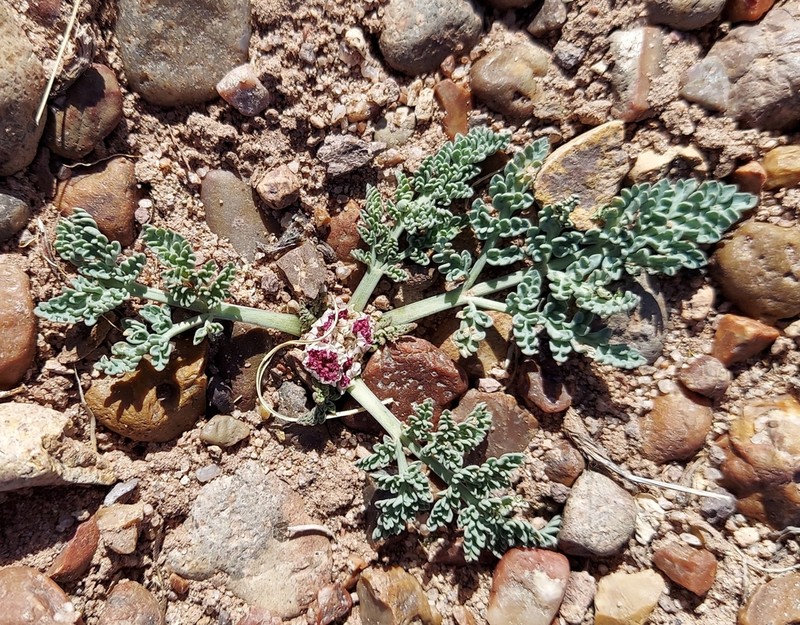 Bulbous Springparsley photo 3