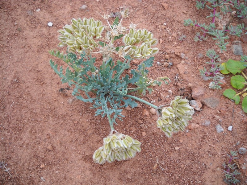 Bulbous Springparsley photo 5