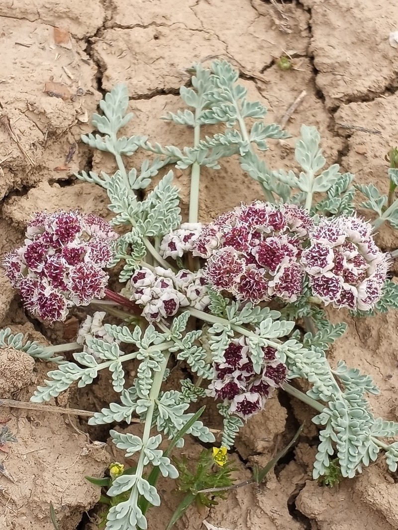 Bulbous Springparsley photo 6