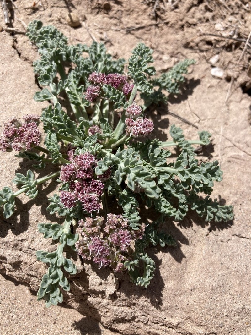 Bulbous Springparsley photo 7