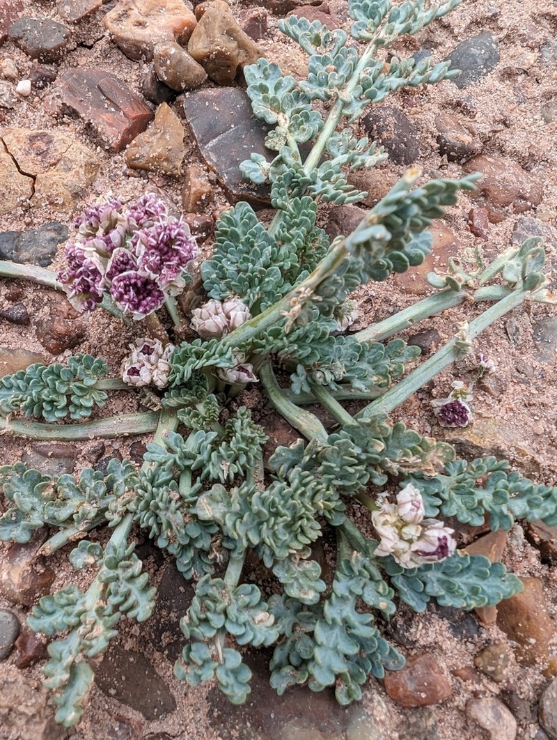 Bulbous Springparsley photo 8