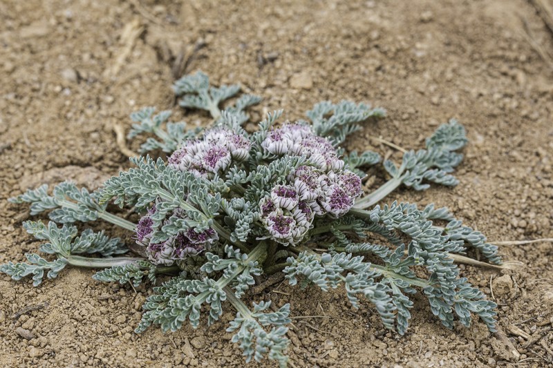 Constance's Springparsley