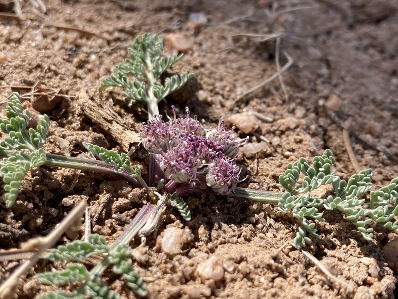 Constance's Springparsley photo 2