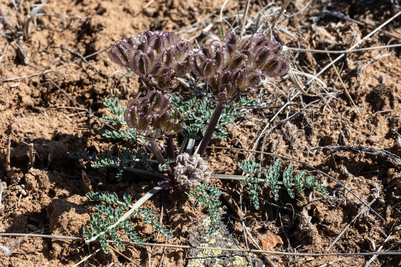 Constance's Springparsley photo 3