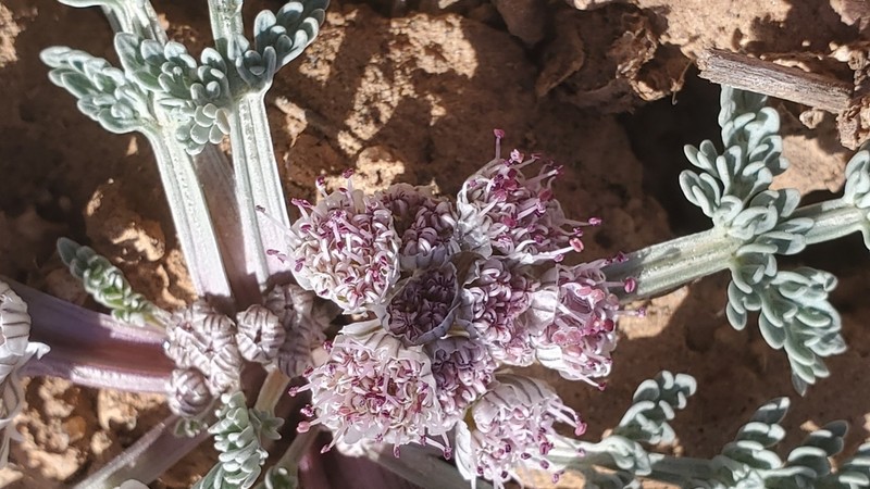 Constance's Springparsley photo 5