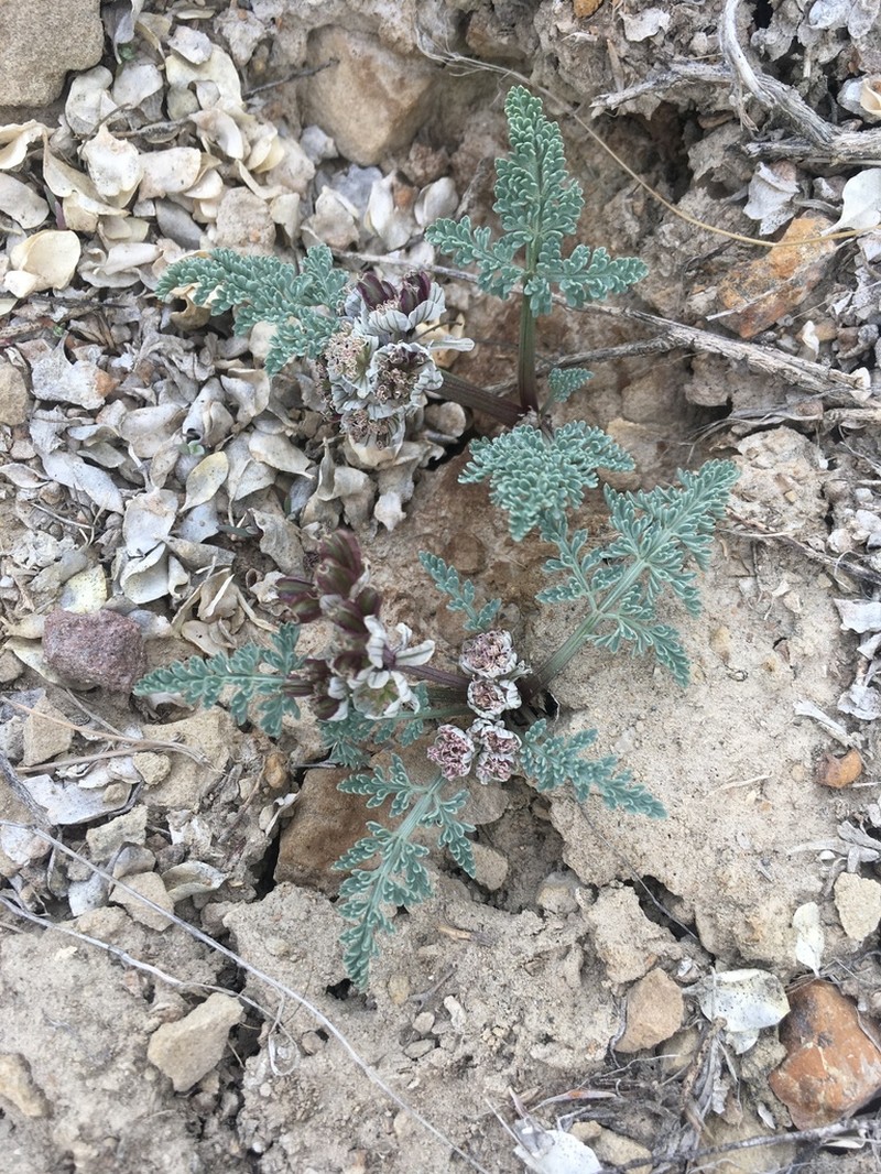 Constance's Springparsley photo 6