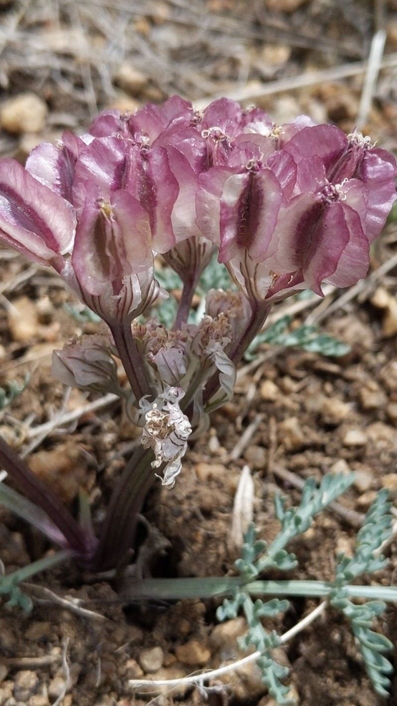 Constance's Springparsley photo 7