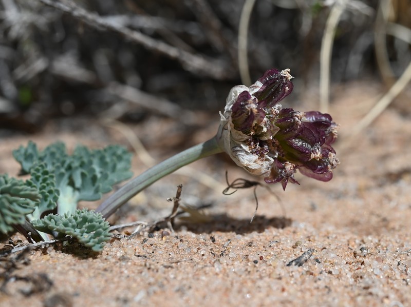 Constance's Springparsley