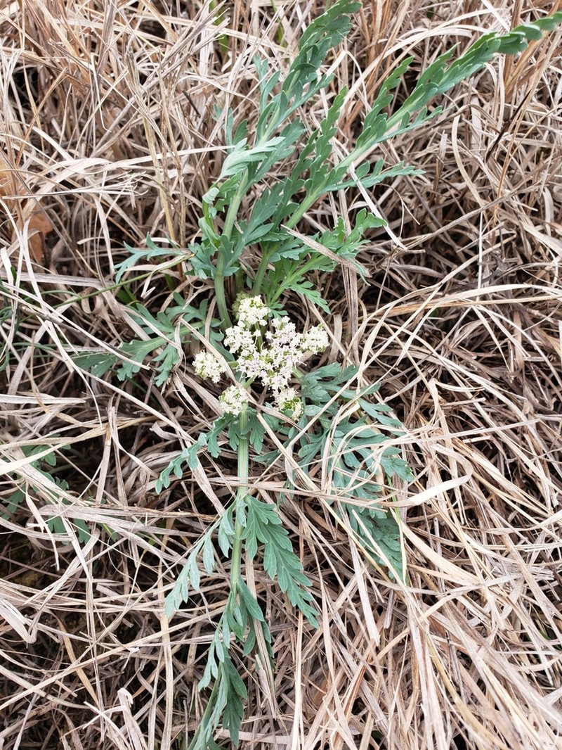 Bigroot Springparsley