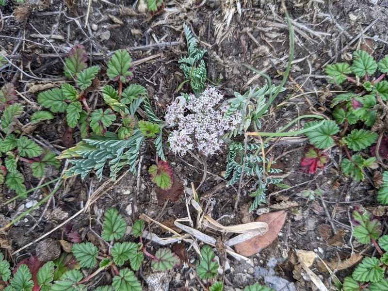 Bigroot Springparsley photo 2
