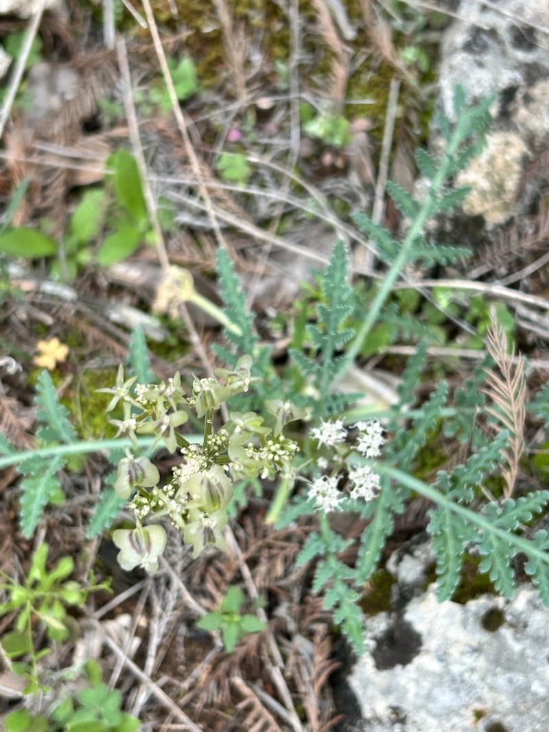 Bigroot Springparsley photo 3