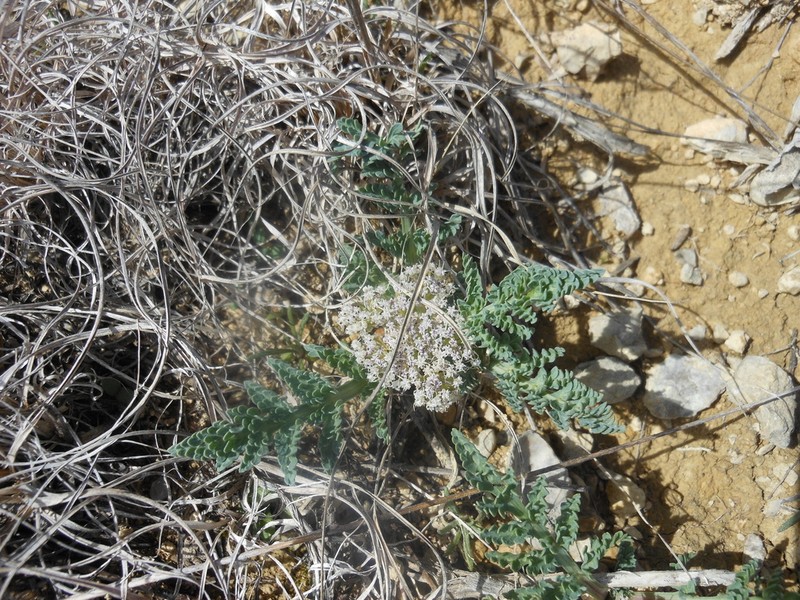 Bigroot Springparsley photo 4