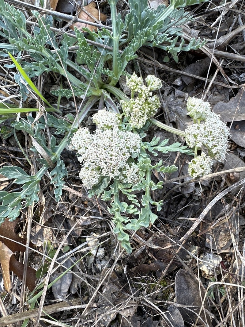 Bigroot Springparsley photo 5