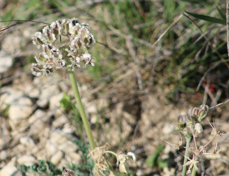 Bigroot Springparsley photo 6