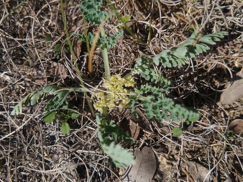 Bigroot Springparsley photo 7