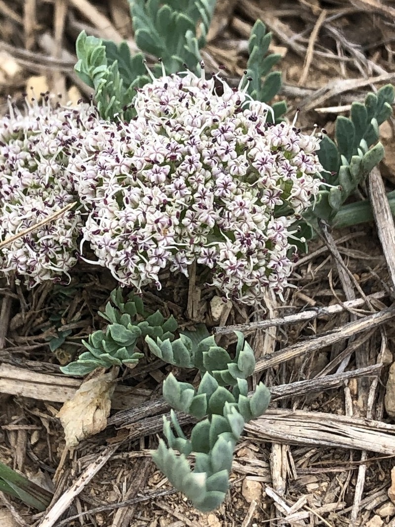 Bigroot Springparsley photo 8