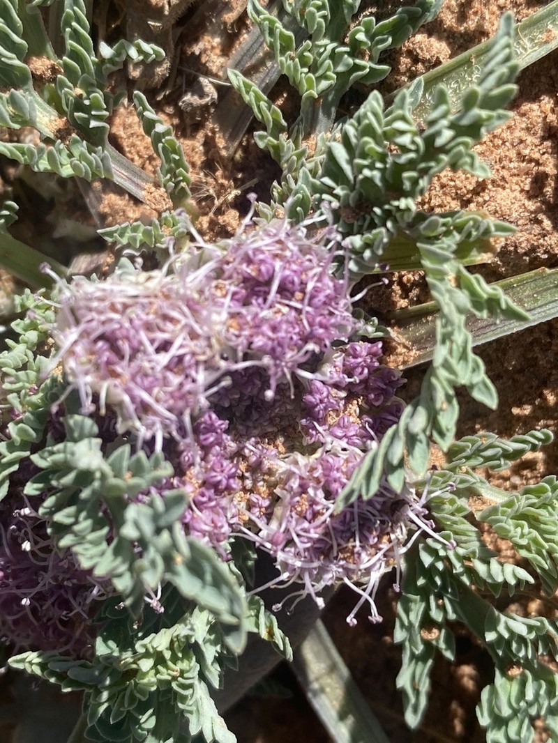 Mountain Springparsley