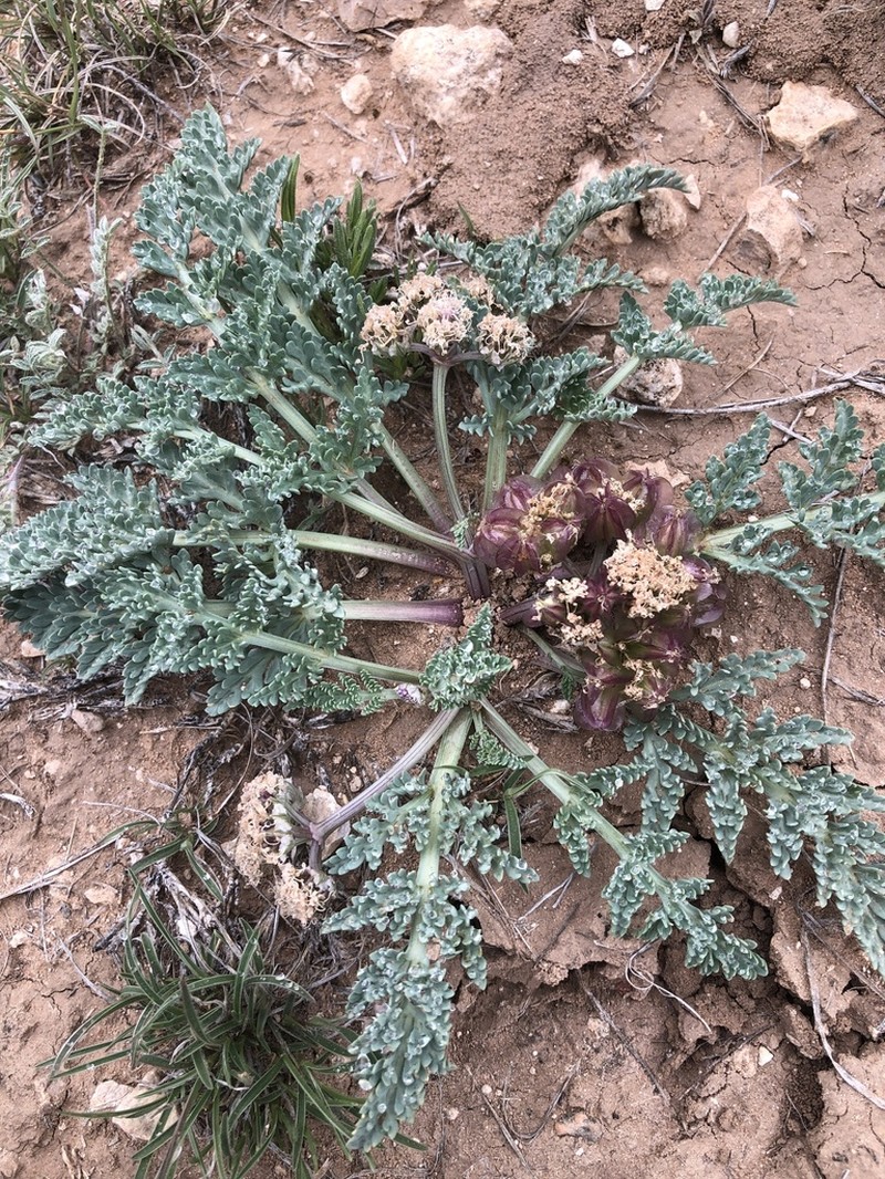 Mountain Springparsley photo 2