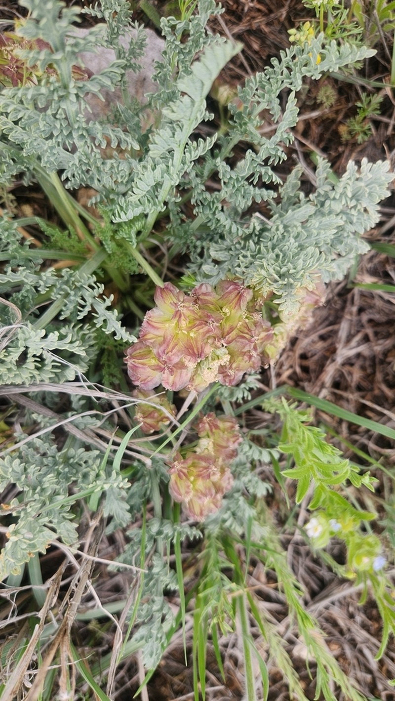 Mountain Springparsley photo 3