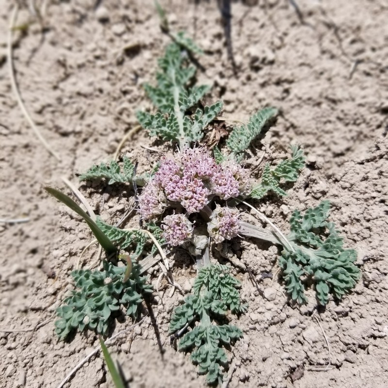 Mountain Springparsley photo 4