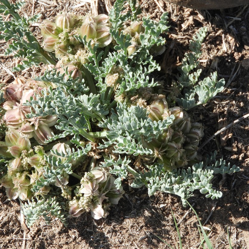 Mountain Springparsley photo 5