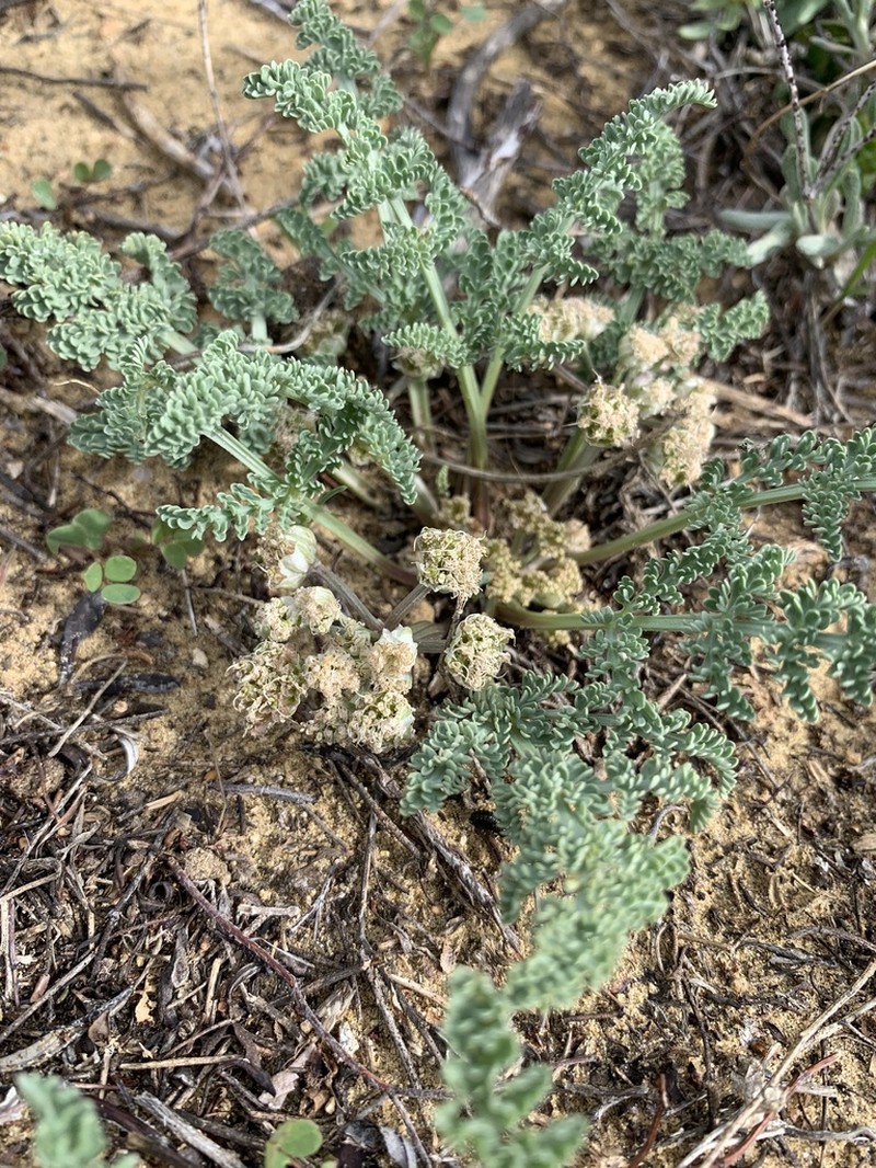 Mountain Springparsley photo 6