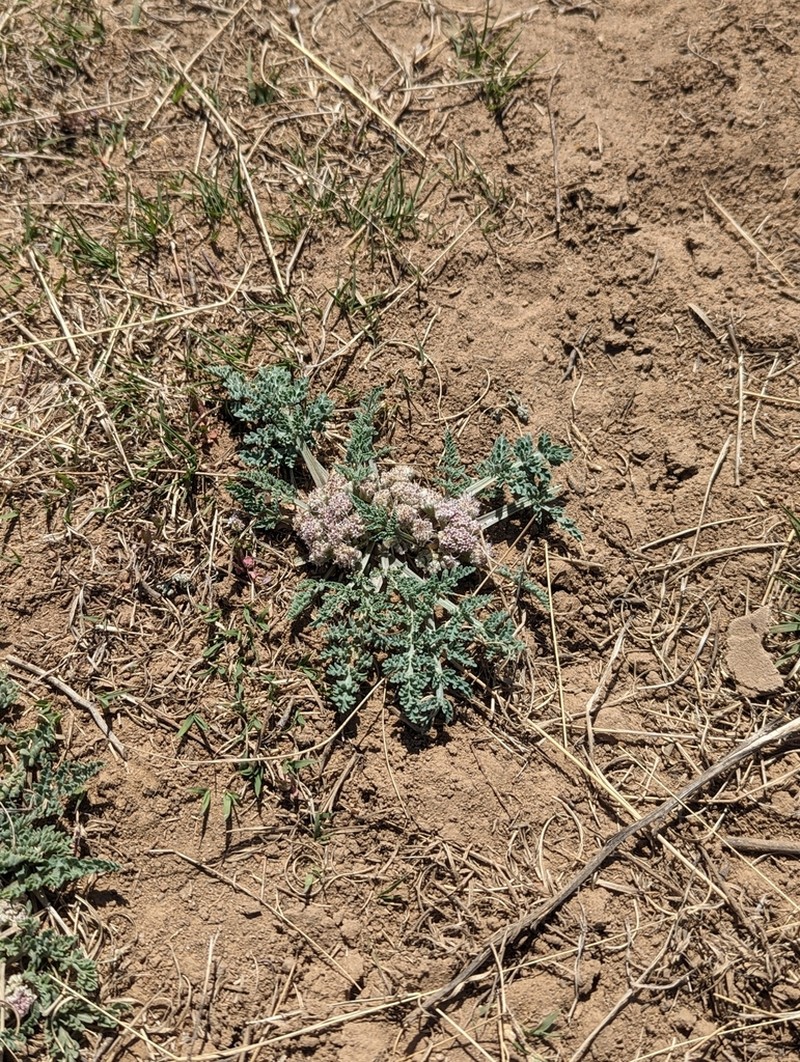 Mountain Springparsley photo 7