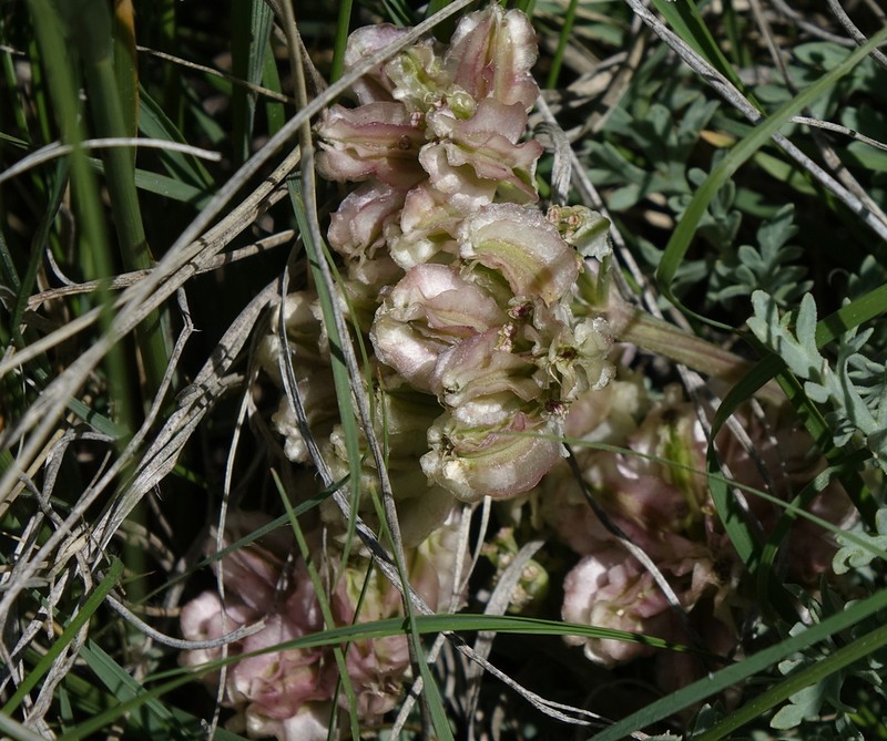 Mountain Springparsley photo 8