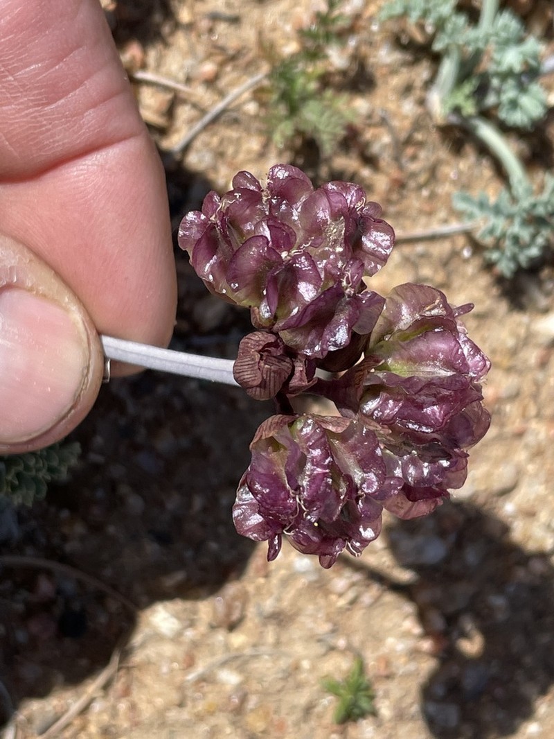 Purplenerve Springparsley