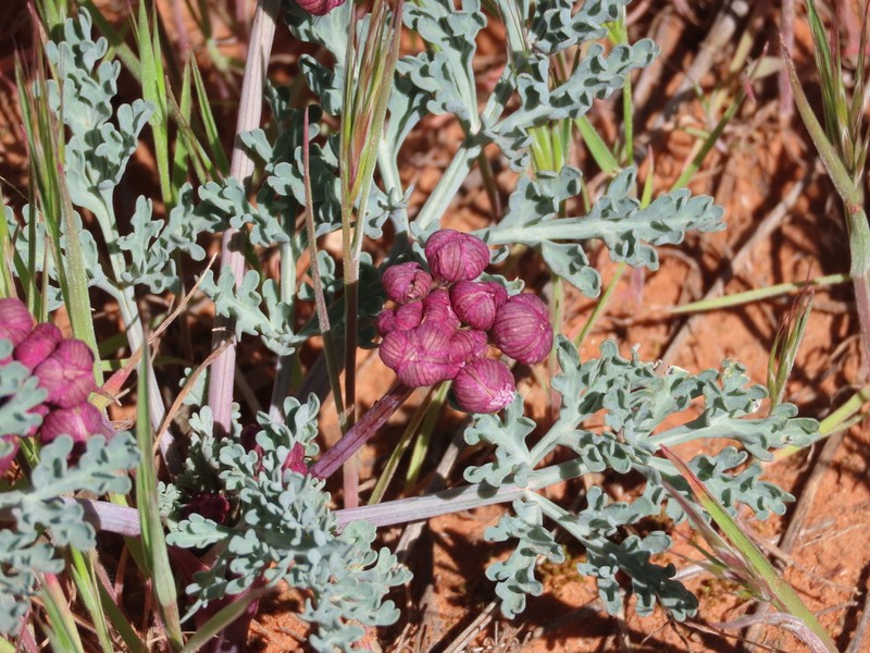 Purplenerve Springparsley photo 3