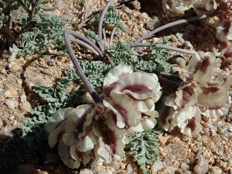Purplenerve Springparsley photo 4