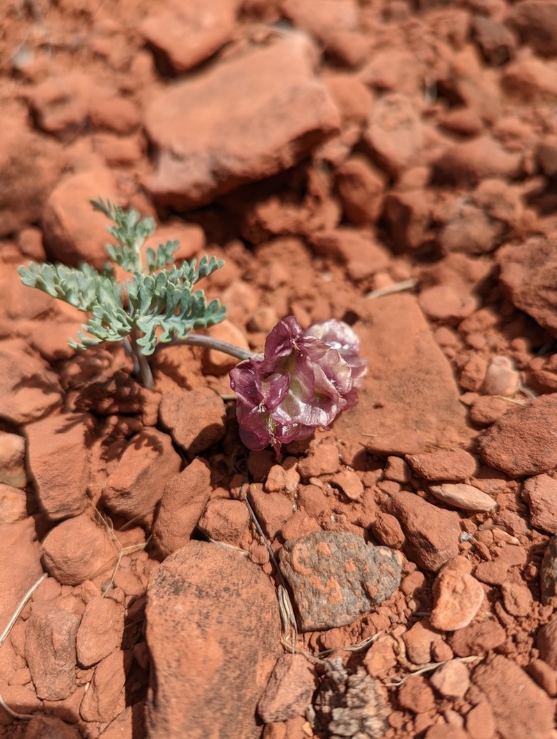 Purplenerve Springparsley photo 5