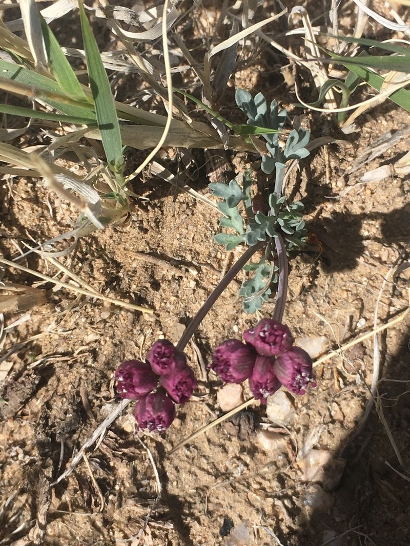 Purplenerve Springparsley photo 6