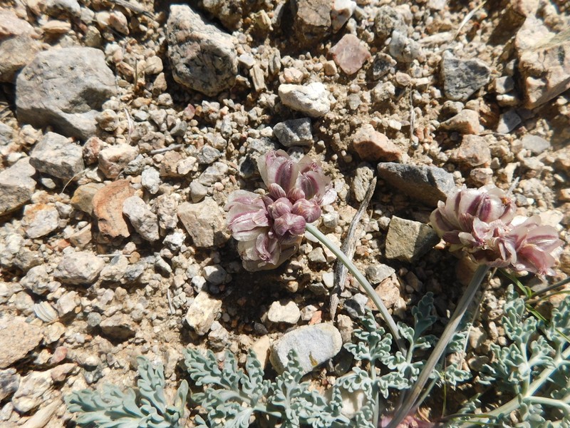 Purplenerve Springparsley photo 7