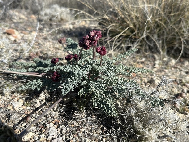 Purplenerve Springparsley photo 8