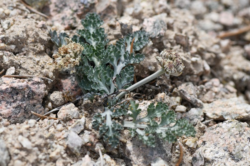 Widewing Springparsley photo 3