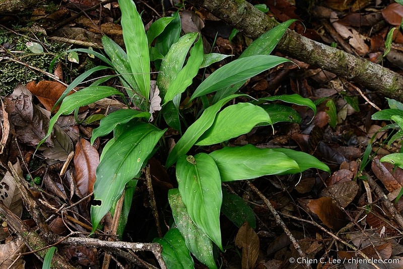 Vesta longifolia