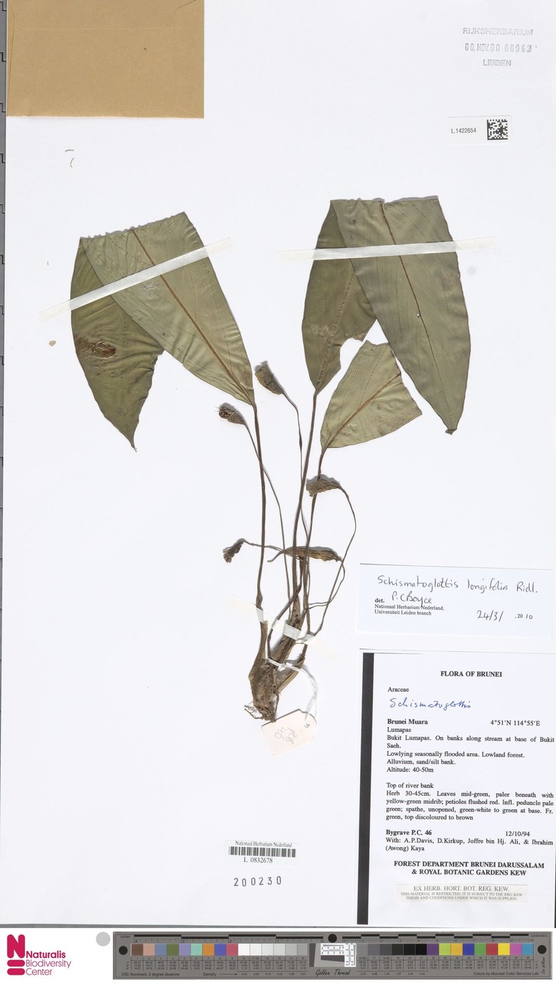 Vesta longifolia photo 2